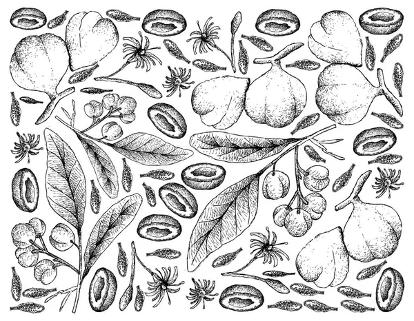 Hand dras bakgrunden av Acronychia Pedunculata och Kali (träd) myrobalanfrukter frukter — Stockfoto
