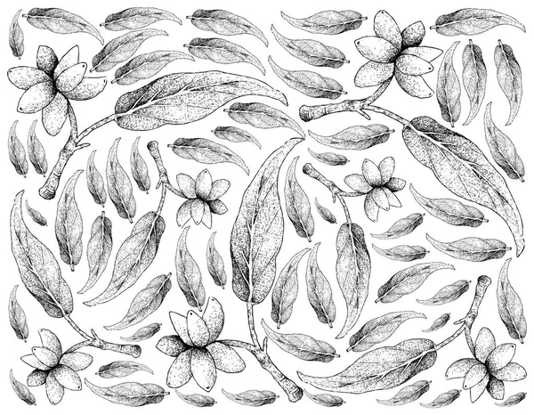 Hand getekende achtergrond van verse Aglaonema Simplex vruchten — Stockfoto