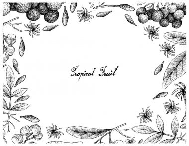 Amerikan yaşlı ve Acronychia Pedunculata meyve çizilen çerçeve el