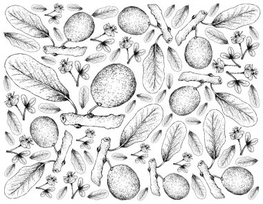 Elle Afrika Mangosteen beyaz arka plan üzerinde çizilmiş