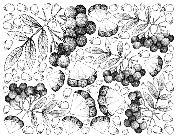 Kézzel rajzolt háttérbe amerikai Elder gyümölcs és ananász — Stock Vector