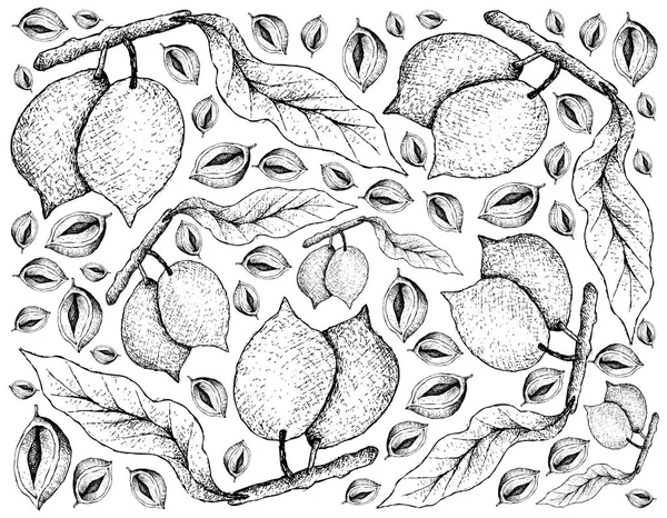 Ręcznie rysowane z Abiu owoce na białym tle — Wektor stockowy