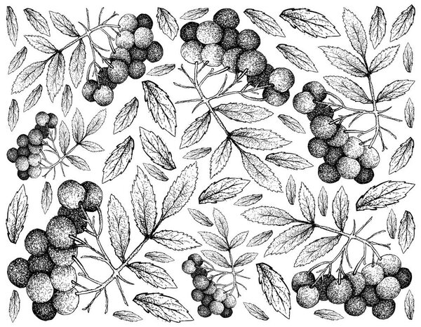 Hand Drawn Background of American Elder Fruits