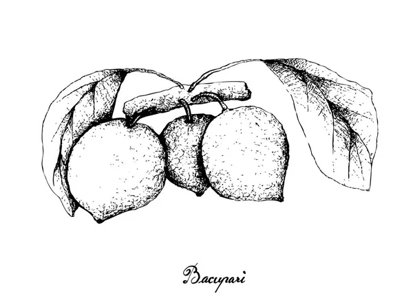 Dibujado a mano de Bacupari o Garcinia Gardneriana en el racimo de árboles — Vector de stock