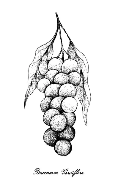 Ručně kreslenou na strom parta z Baccaurea Parviflora — Stockový vektor