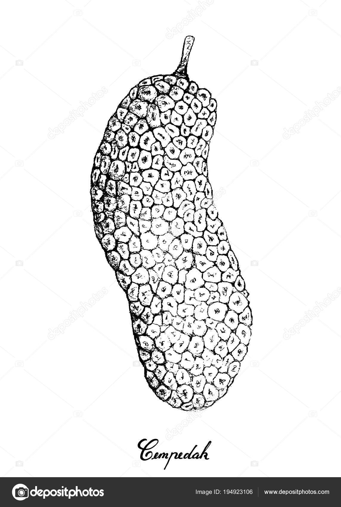 Hand Drawn of Fresh Cempedak Fruit on White Background