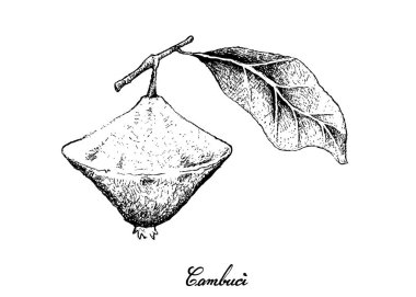 Elle Cambuci meyvesi beyaz arka plan üzerinde çizilmiş
