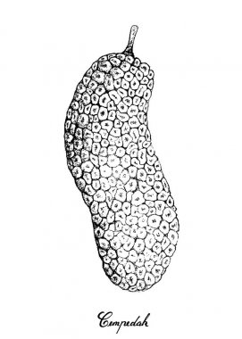 Elle taze Cempedak meyvesi beyaz arka plan üzerinde çizilmiş