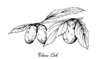 Elle Çin tarihi meyvelerini beyaz arka plan üzerinde çizilmiş