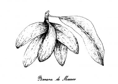 Hand Drawn of Banana de Macaco Fruits on White Background clipart