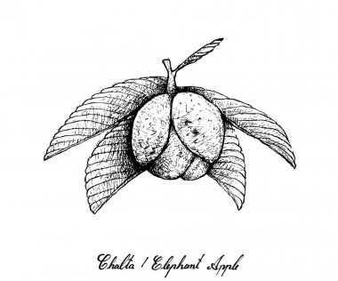 El Chalta veya fil elma meyve çekilmiş