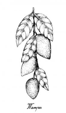 El Wampee veya Clausena Lansium meyve çekilmiş