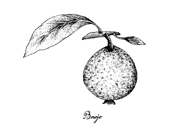 Mão Desenhada de Borojo ou Alibertia Patinoi Fruits —  Vetores de Stock