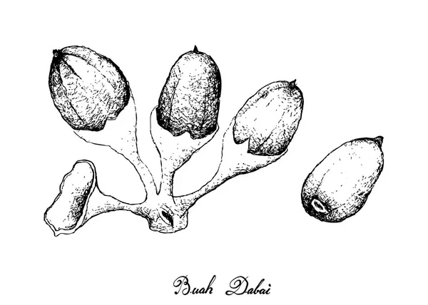 Handritad Buah Dabai frukter på vit bakgrund — Stock vektor