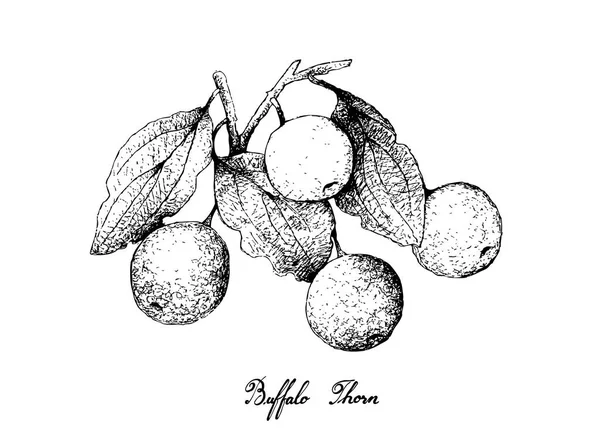 Dessiné à la main de Buffalo Thorn Fruits sur fond blanc — Image vectorielle