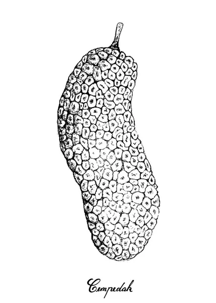 buah stock vectors royalty free buah illustrations depositphotos