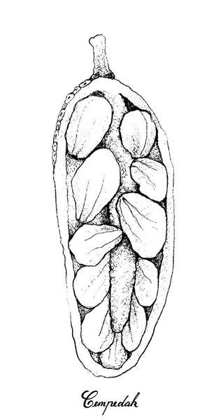Disegnato a mano di frutta fresca di Cempedak su sfondo bianco — Vettoriale Stock