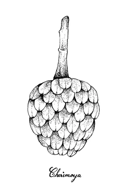Рука намальована з Ripe Cherimoya Fruit на білому тлі — стоковий вектор