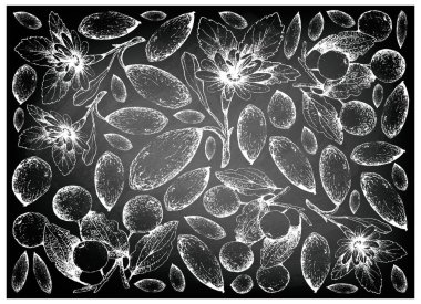 Elle çizilmiş Buffalo Thorn ve muz Passionfruit kara tahta üzerinde