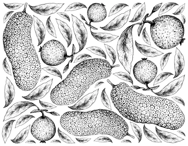 Hand getekende achtergrond van Tjampedak en polyfenolbronnen fruit — Stockfoto