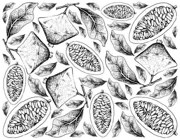Hand Drawn Background of Cambuci and Banana Passionfruit