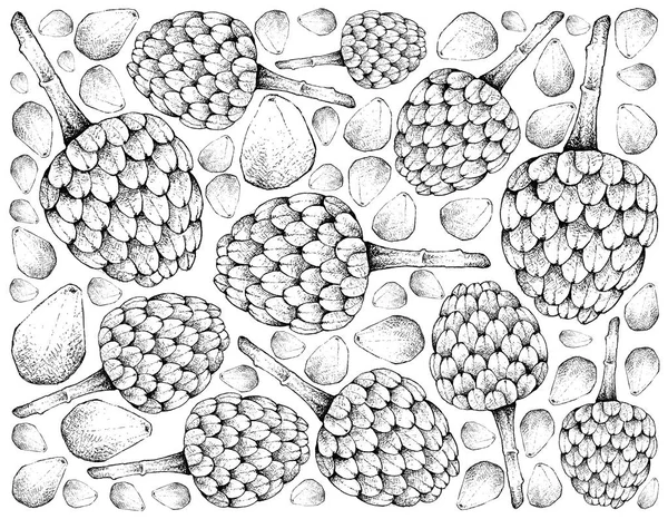 成熟荔枝和 Cempedak 果的手画背景 — 图库照片