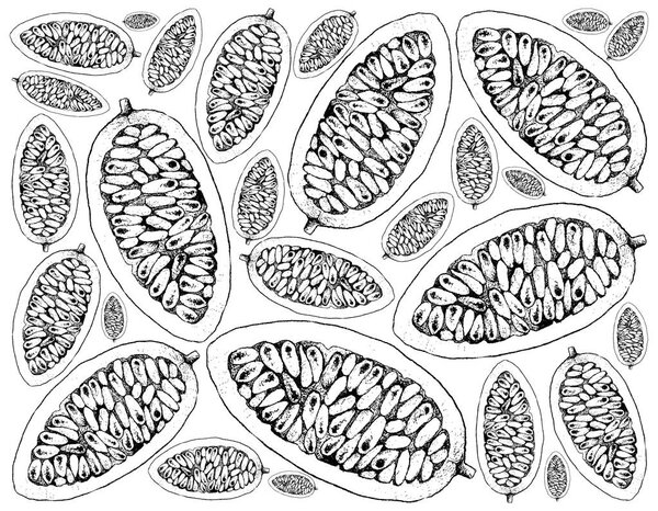 Hand Drawn Background of Fresh Banana Passionfruits