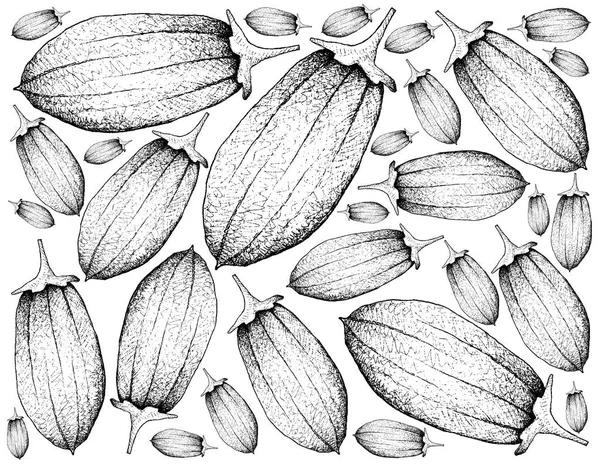 Hand Drawn Background of Baobab or Adansonia Fruits — Stock Photo, Image