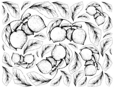 Bacupari veya Garcinia Gardneriana meyve çizilmiş arka el