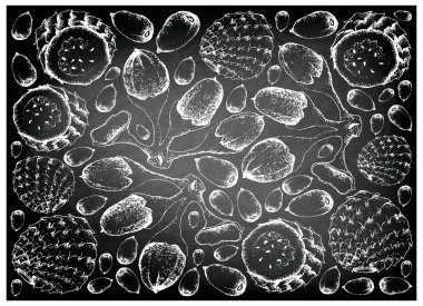 Buah Dabai ve Copao kaktüs meyve çizilmiş arka plan el