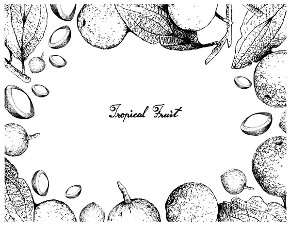 Dibujado a mano de frutas de espina de búfalo sobre fondo blanco — Vector de stock