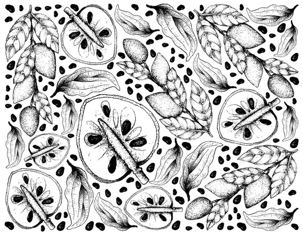 Ręcznie rysowane Tapety dojrzałe solidniejszego i owoce Wampee — Wektor stockowy