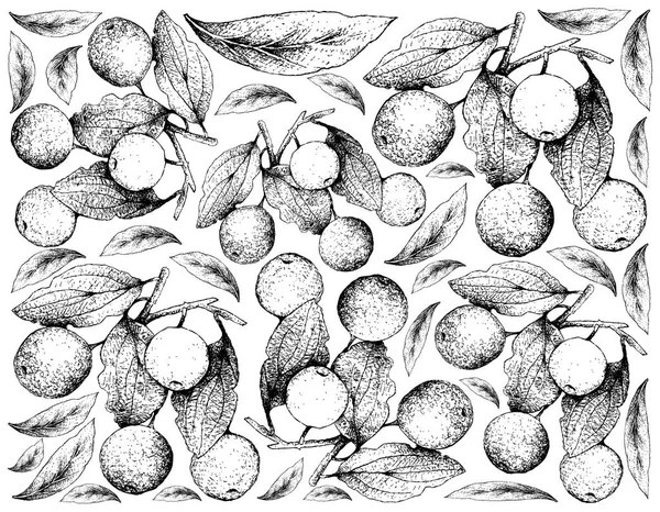 Fond dessiné à la main de Buffalo Thorn Fruits — Image vectorielle