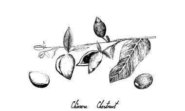 Beyaz Arkaplanda Çin Kestanesinin El Çizimi