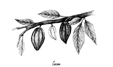 Theobroma Kakao Meyveleri Ağacın Üzerinde El Çizimi