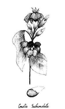 Cordia Caffra Meyveleri Ağaca Çizilmiş