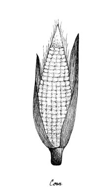 Güz 'ün El Çizimi Beyaz Arkaplanda Tatlı Mısır