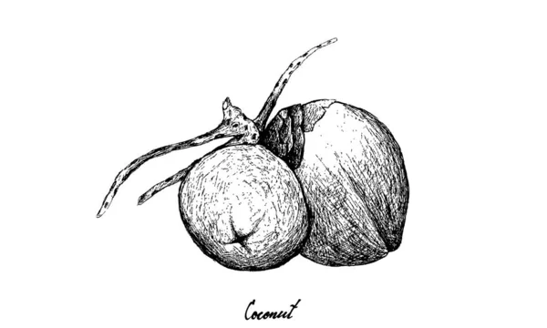 Dibujado a mano de frutas de coco sobre fondo blanco — Vector de stock
