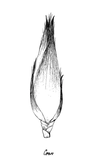 Dibujado a mano de maíz dulce de otoño sobre fondo blanco — Vector de stock