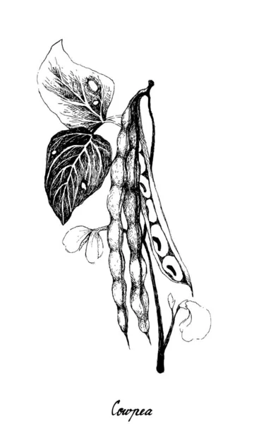 Dibujado a mano de guisante o planta de Vigna Unguiculata — Vector de stock