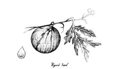 Egusi tohumlu kavun çizimi