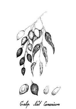 A Şubesine Galip Fındığı 'nın El Çizimi