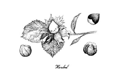 A Şubesine Fındık Cevizi Çizimi