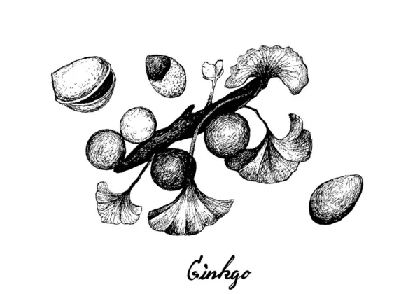 Dibujado a mano de Ginkgo Biloba con hojas y frutos secos — Vector de stock