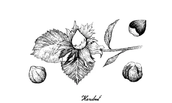 Handgetekend van hazelnoot noten op een tak — Stockvector