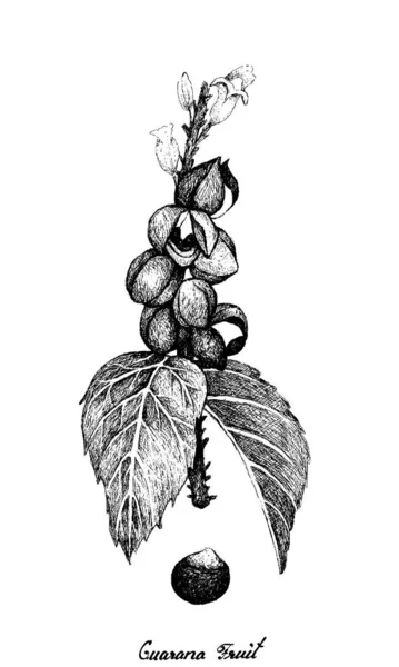 Dibujado a mano de frutas de guaraná o Paullinia Cupana — Vector de stock