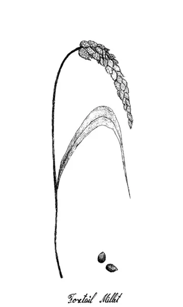 Dibujado a mano de casquillos maduros de cola de zorro en blanco — Archivo Imágenes Vectoriales