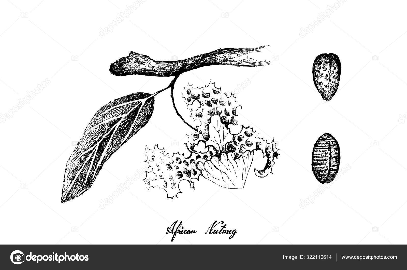 Jamajskie jedzenie Vector Images | DepositPhotos, image size:1600x1060