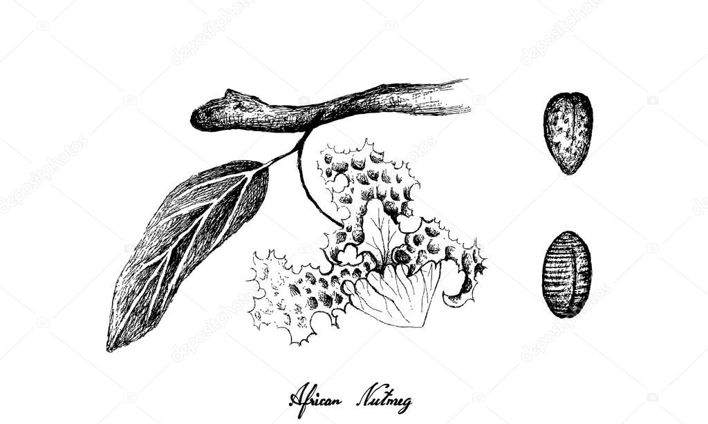 Hand Drawn of African Nutmeg Fruits and Flower