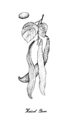 Hand Drawn of Fresh Haricot Bean Plant clipart